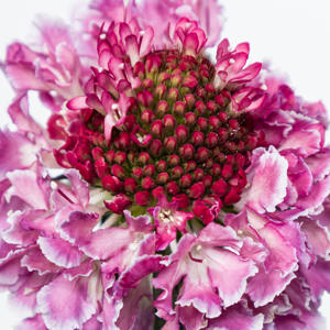 25x Scabiosa focal scoop bicolor pink 60cm