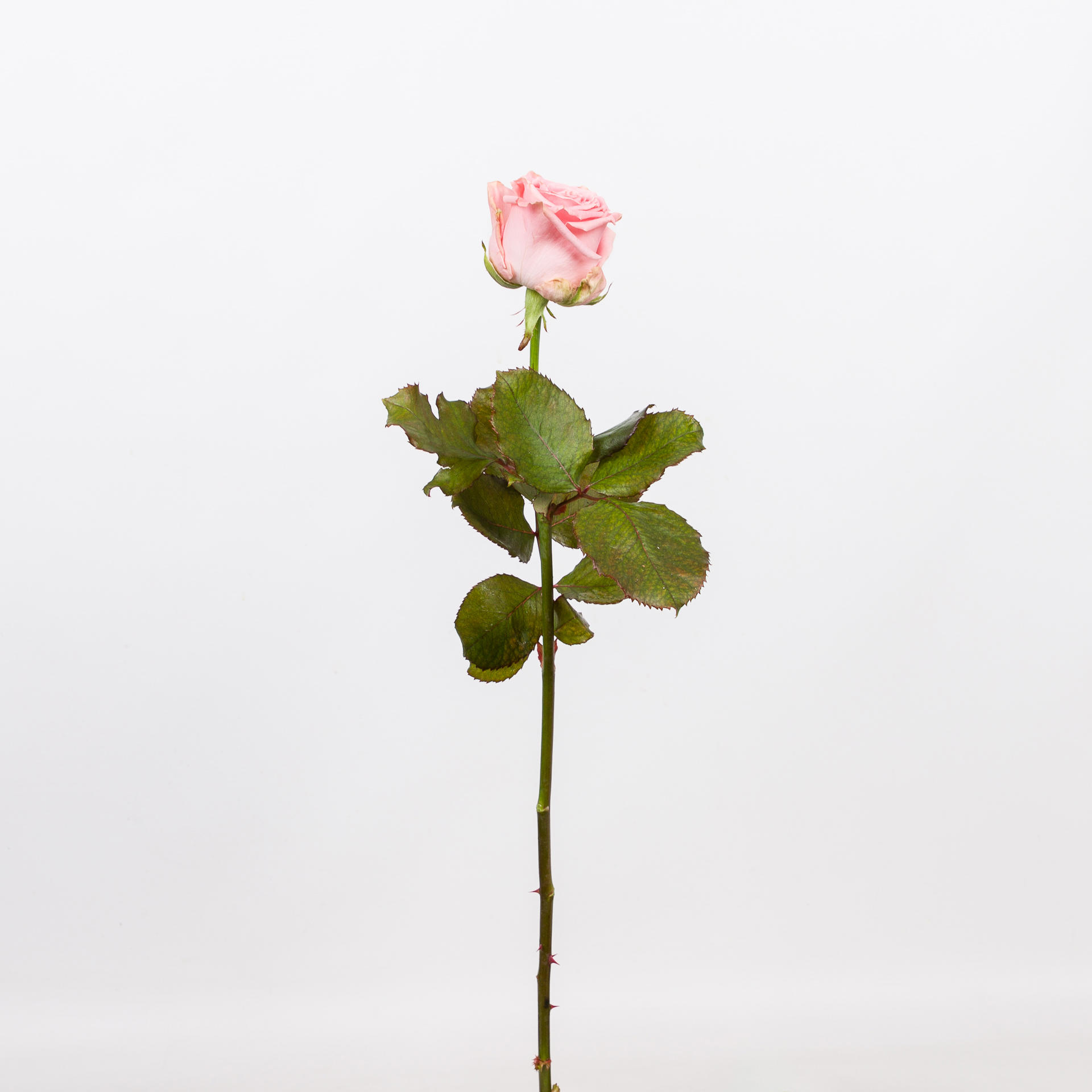 10x Rosa sophia loren 60cm