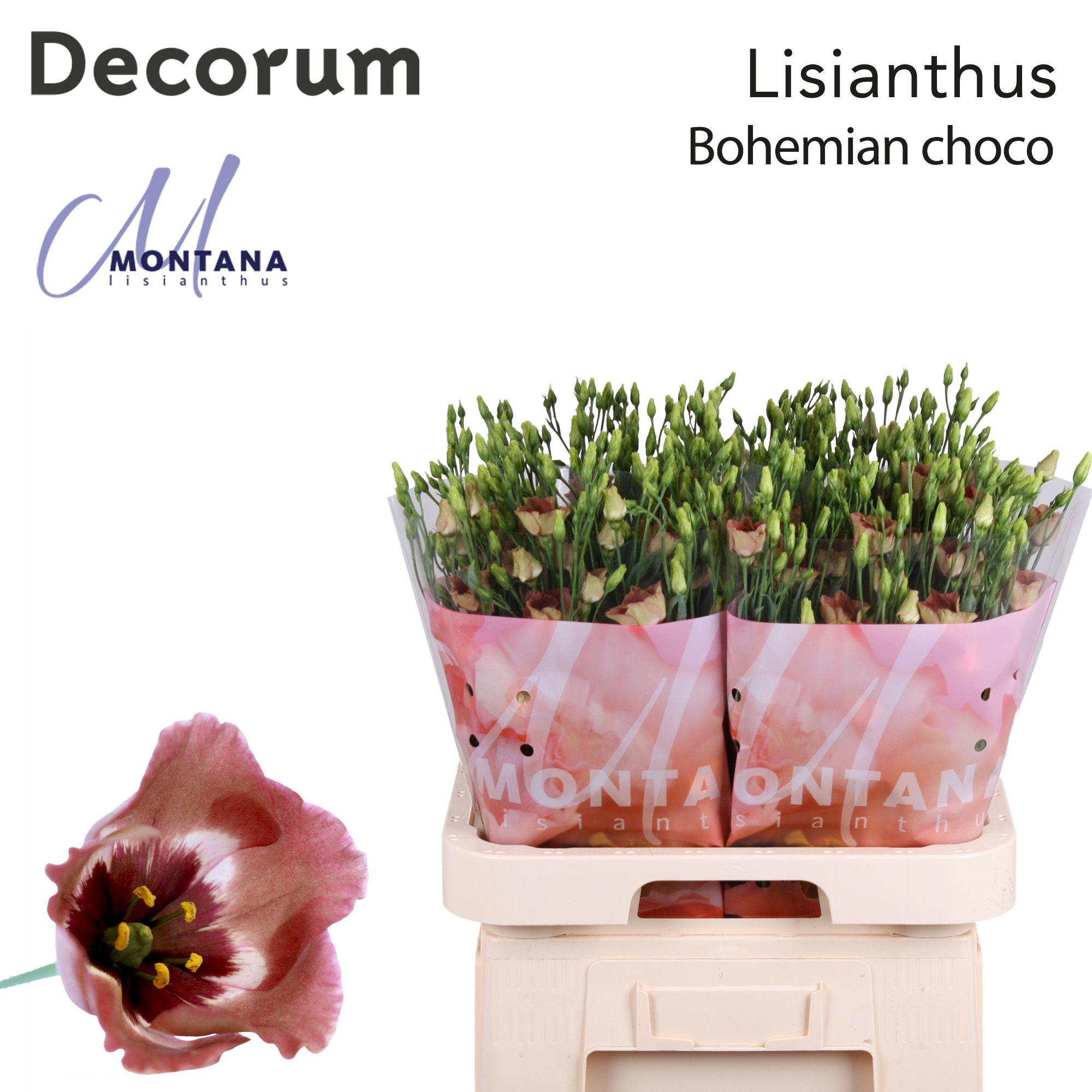 10x Eust.bohemian choco en 70cm