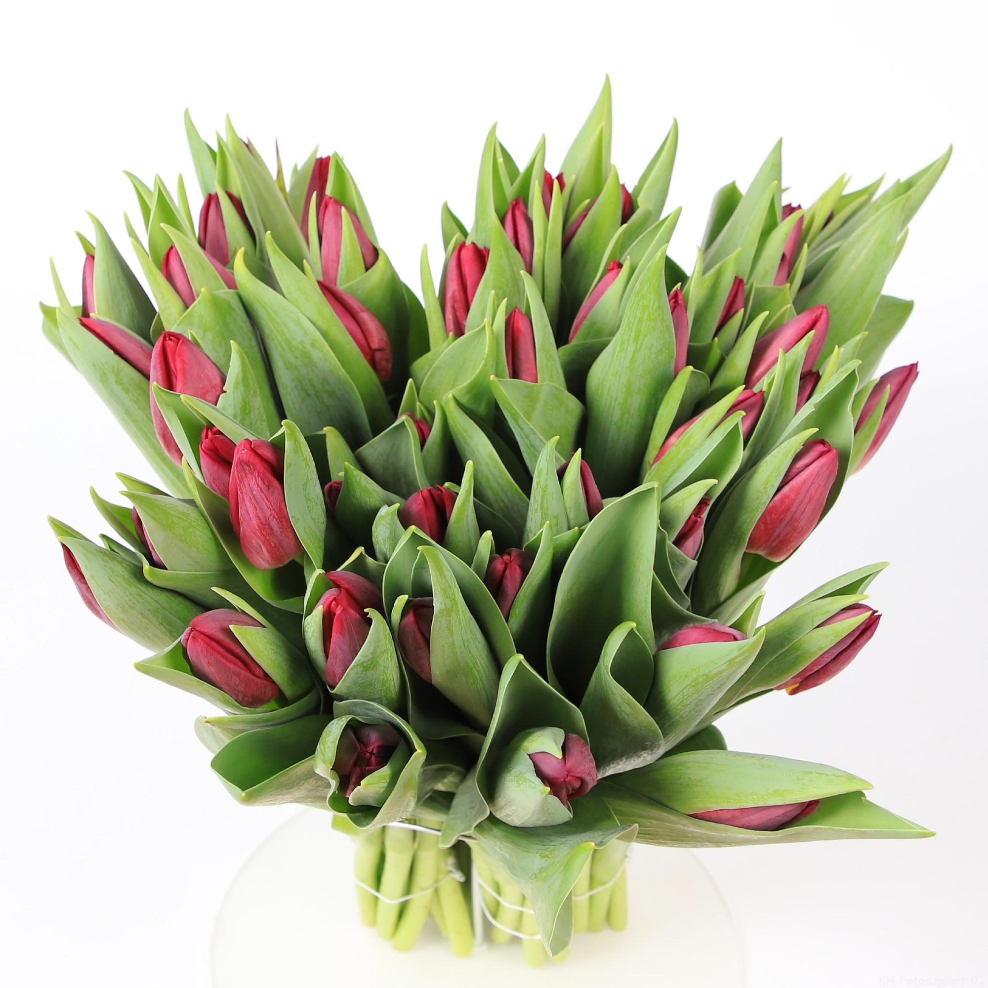 50x Tulipa 1 paars en 40cm