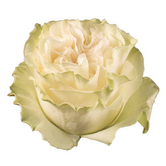 25x Rosa moonstone 60cm
