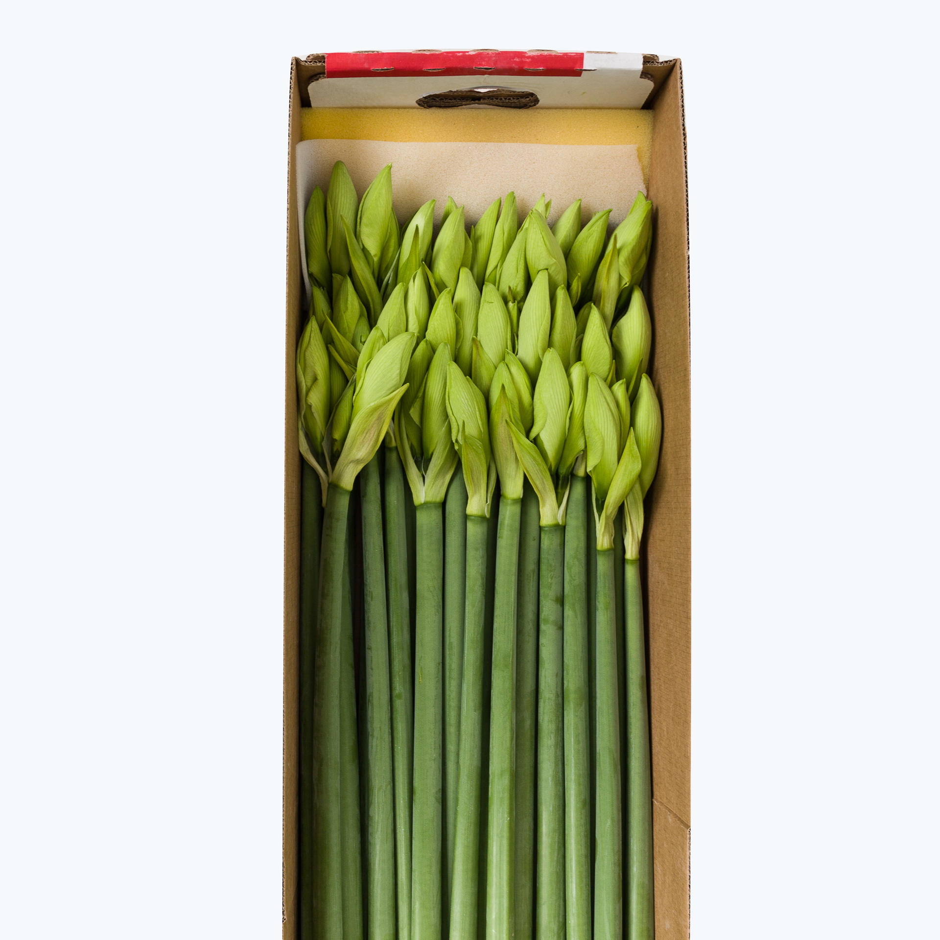 15x Hipp.albarino 70cm