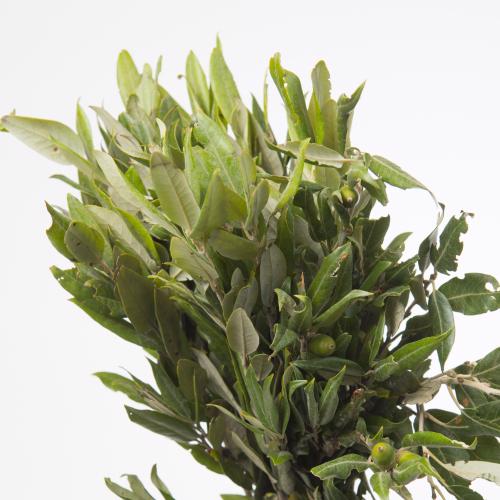 5x Sg quercus 50cm