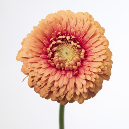 25x Germ.gerponi zenna m 70cm