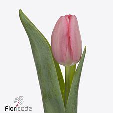 50x Tulipa sissi en 40cm