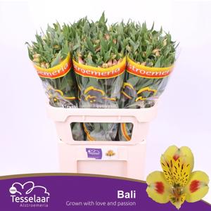10x Alstroemeria bali 70cm
