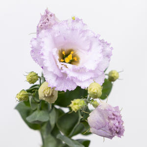 10x Eust.stracciatella lavender en 70cm