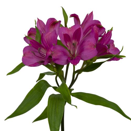 10x Alstroemeria intenz dark pink 70cm