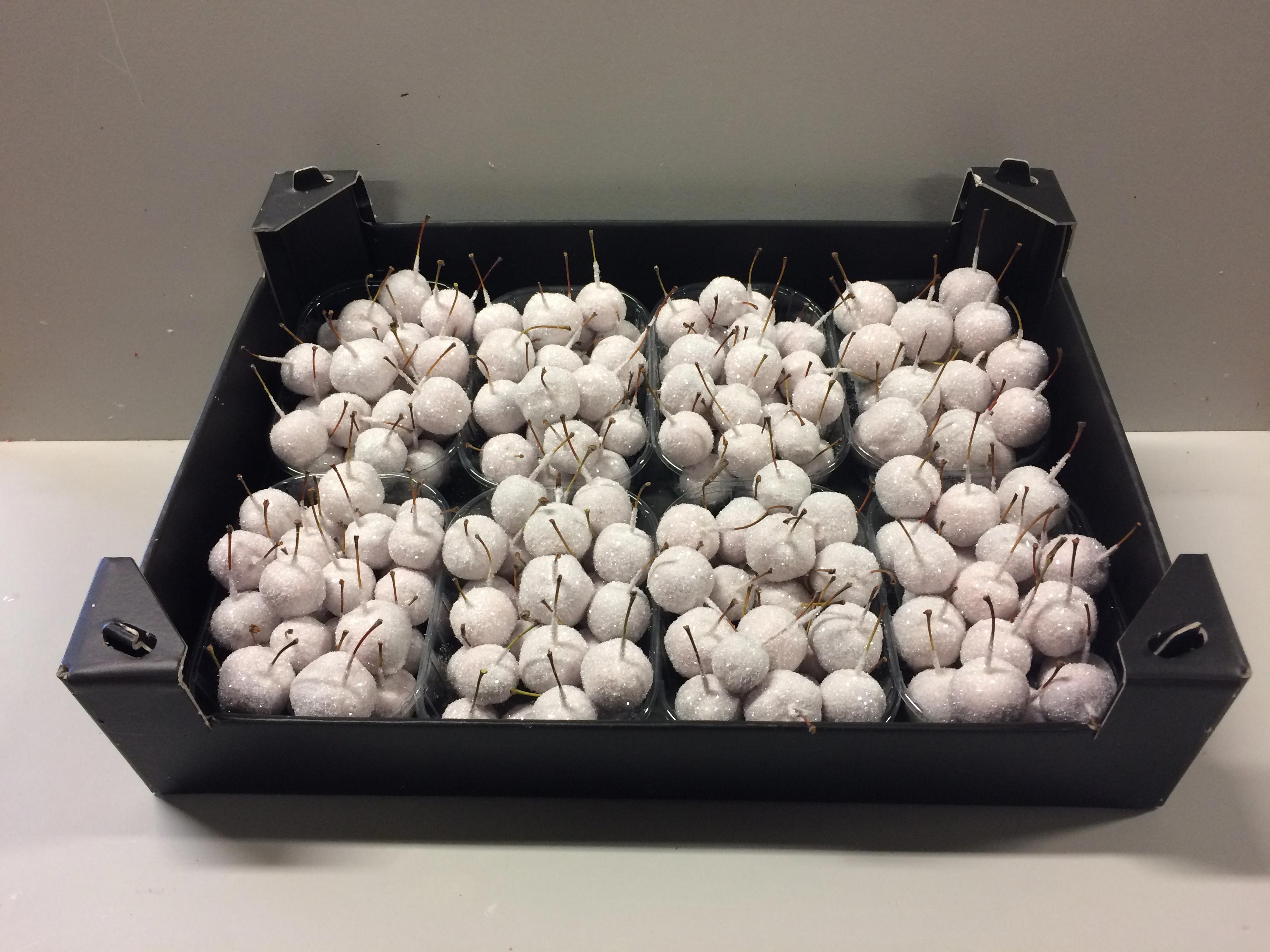 8x Sf malus wax ivoor + glitter