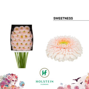 25x Germ.gerponi sweetness 70cm