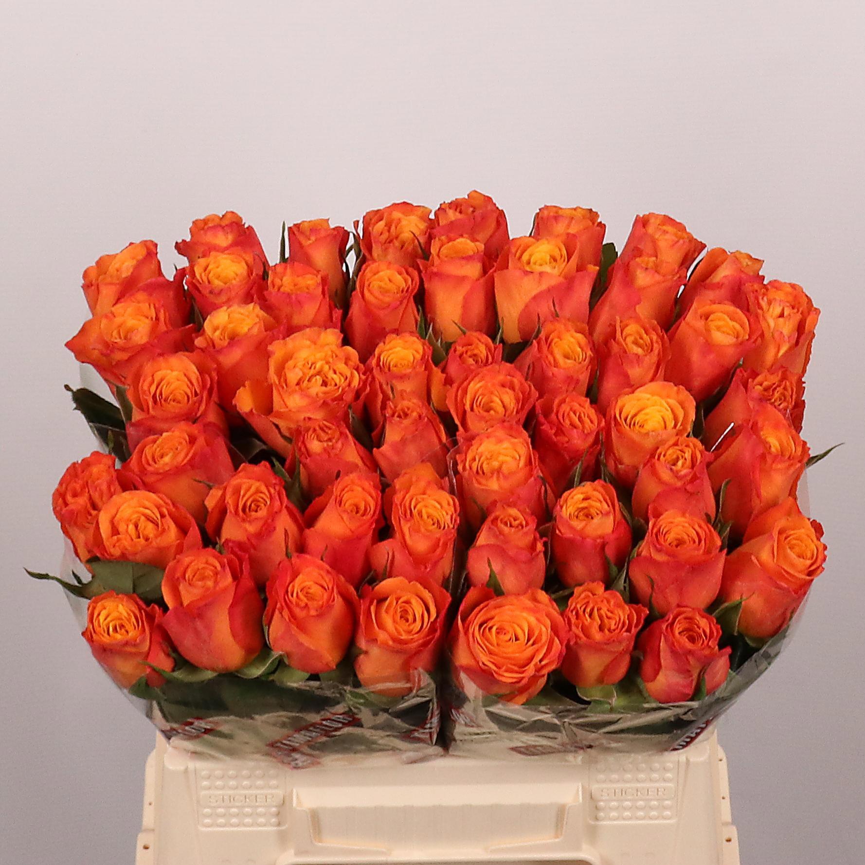 20x Rosa confidential 40cm