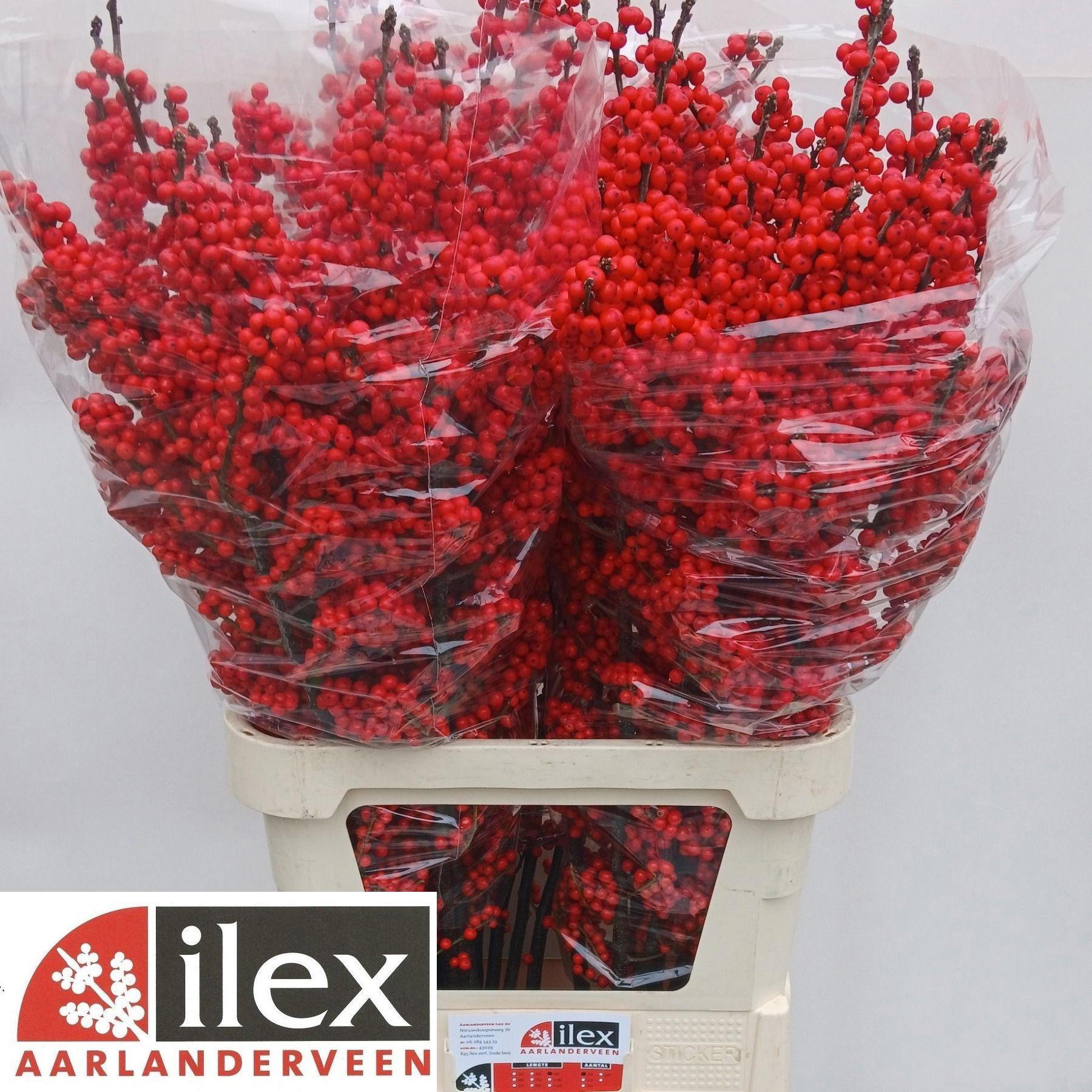 10x Ilex verticillata 80cm