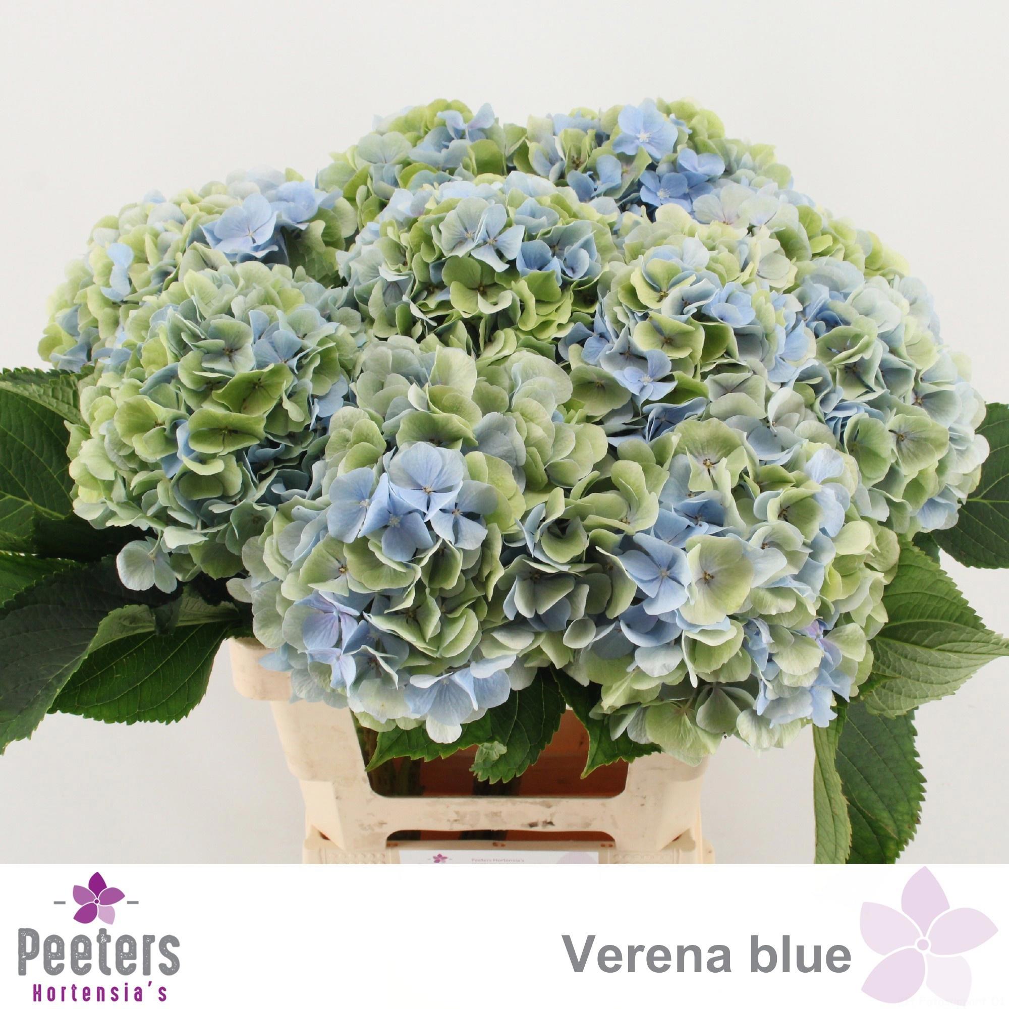 5x Hydr.verena blauw classic 60cm