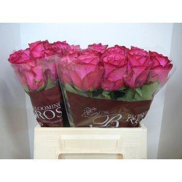 10x Rosa paloma royale 40cm