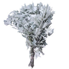 25x Sg quercus palust.(v) wit 70cm