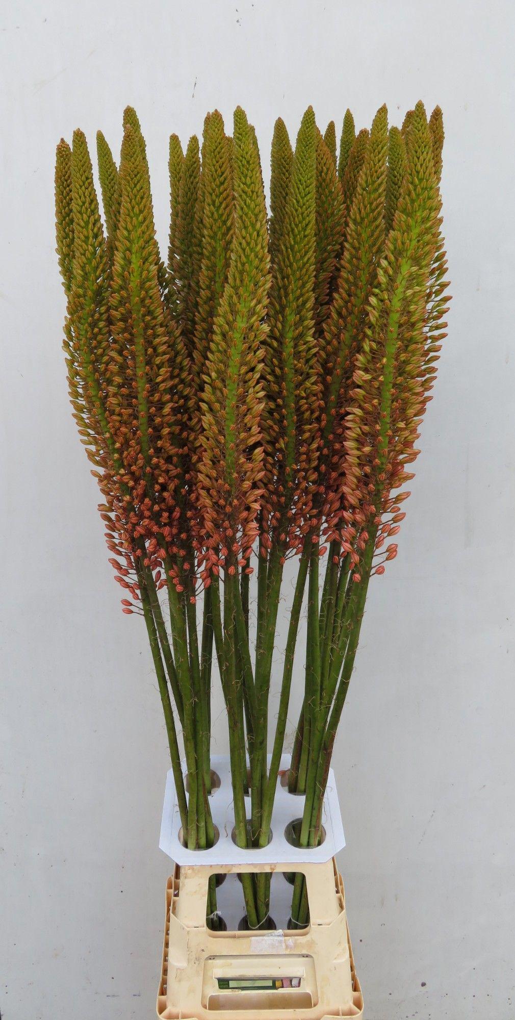 10x Eremur.cleopatra 80cm