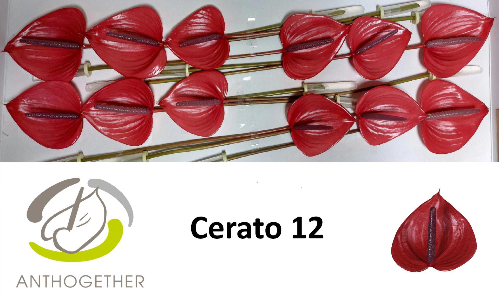12x Anth.cerato 10cm
