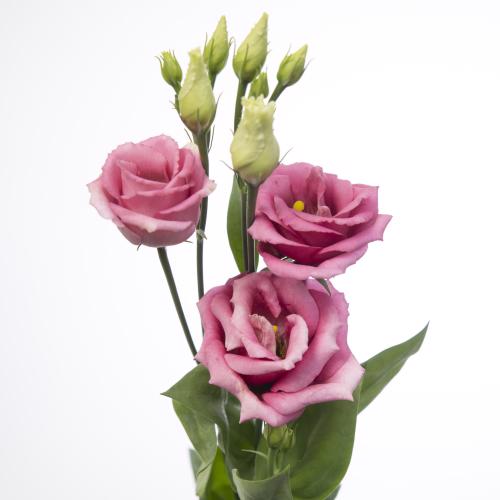 10x Eust.rosita rose pink du 70cm