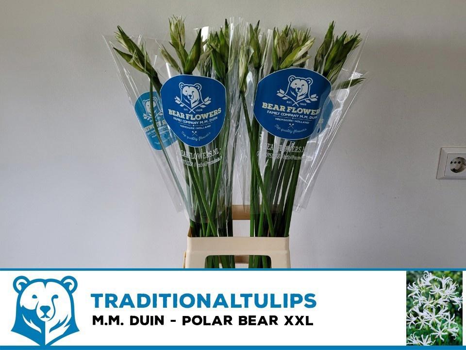 10x Nerine polar bear 80cm