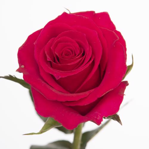 25x Rosa gotcha 50cm