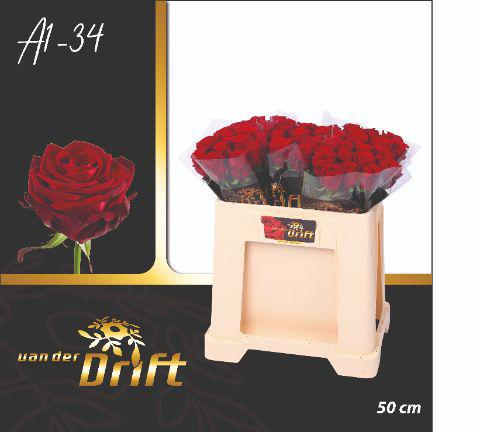 10x Rosa red naomi! 50cm