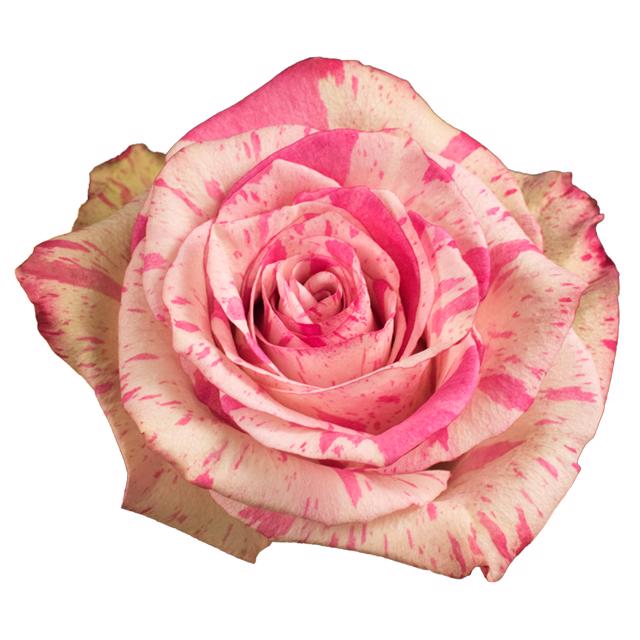 10x Rosa magic times 50cm