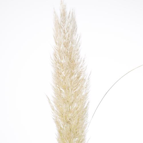 5x Gs cortaderia evita 80cm