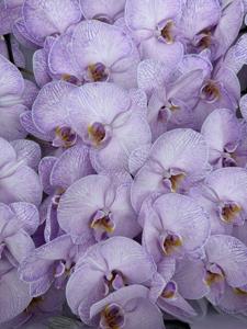 10x Phal. violet 80cm