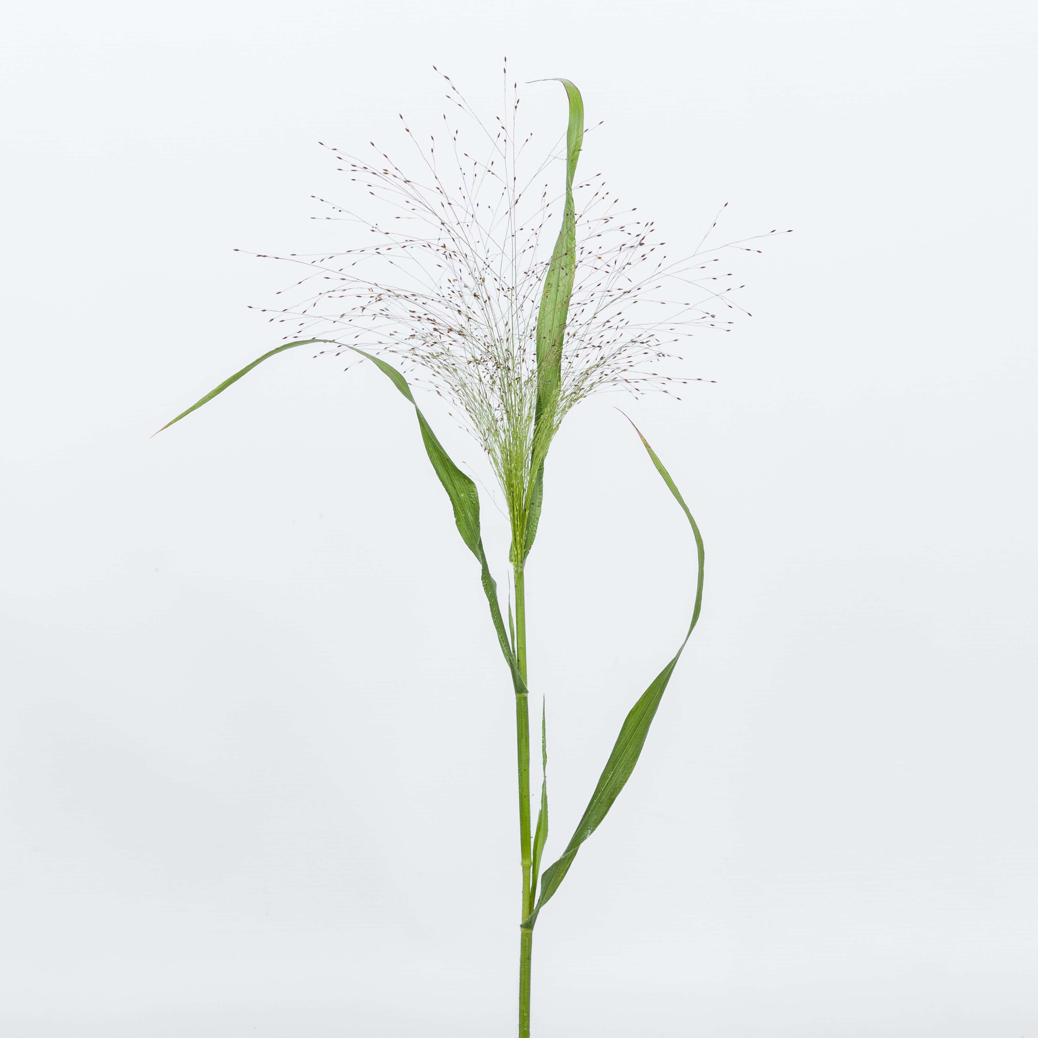 1x Gs panicum fountain 50cm