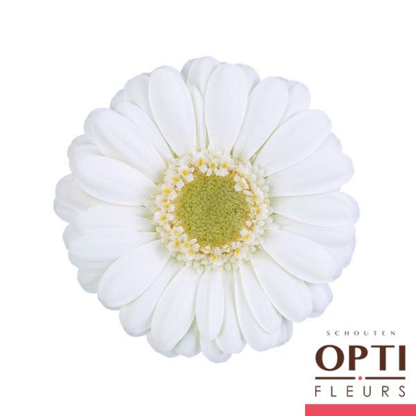 30x Germ.albino 40cm