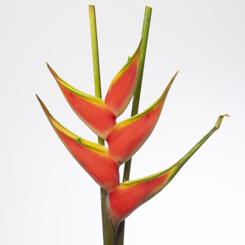 1x Helic.red jewel 80cm
