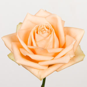 10x Rosa avalanche peach+ 60cm