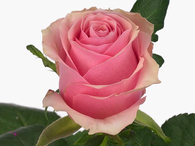 20x Rosa celeb 50cm
