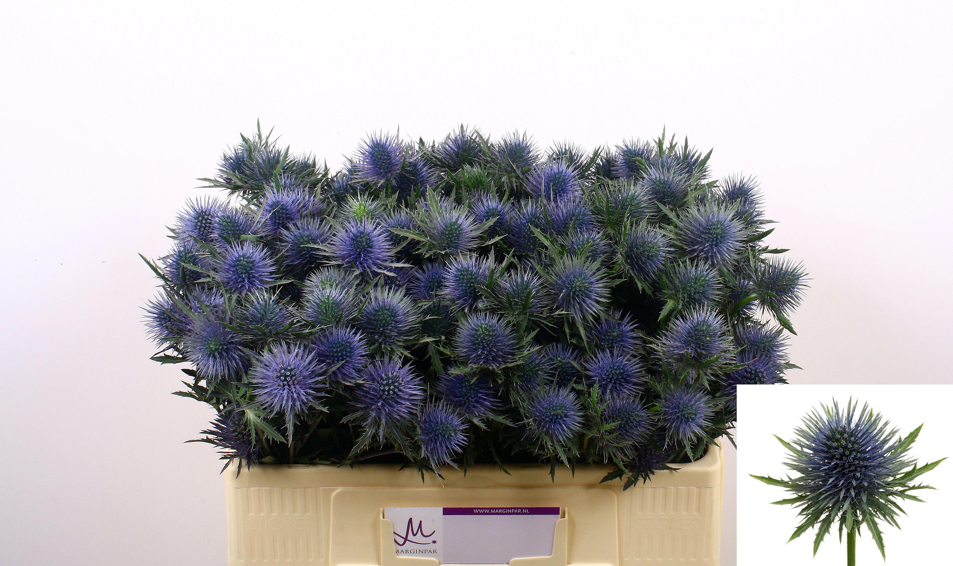 10x Eryn.magnetar questar 50cm