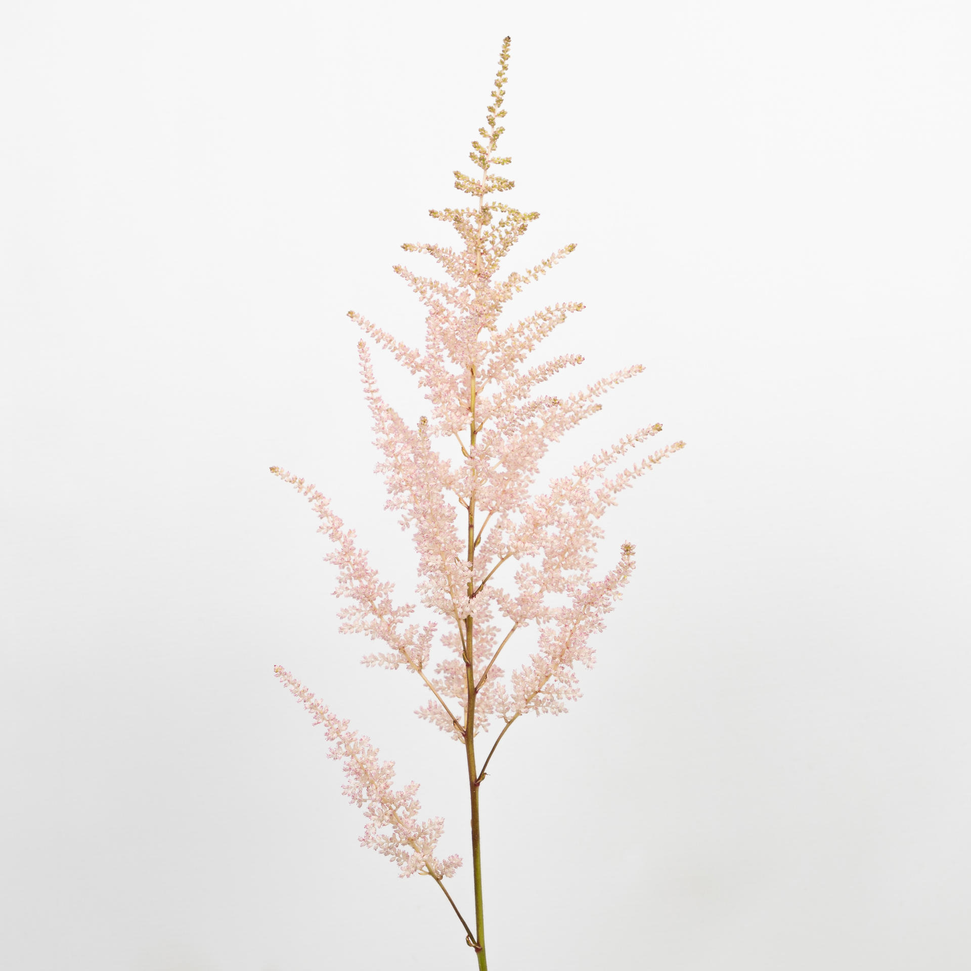 20x Astil.erika 60cm