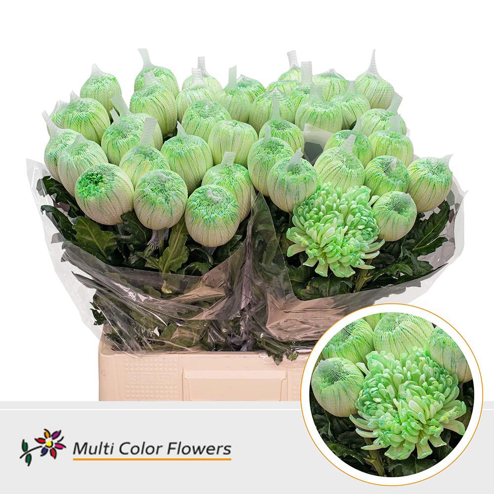 10x Chrysant antonov groen 70cm