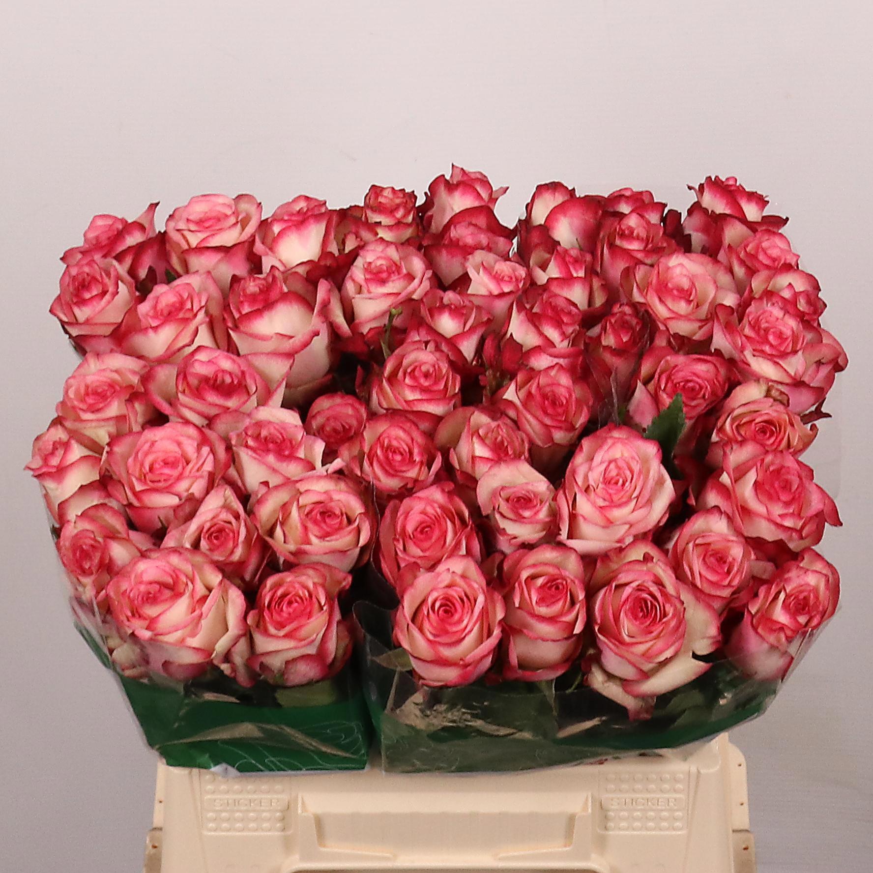 10x Rosa paloma 40cm