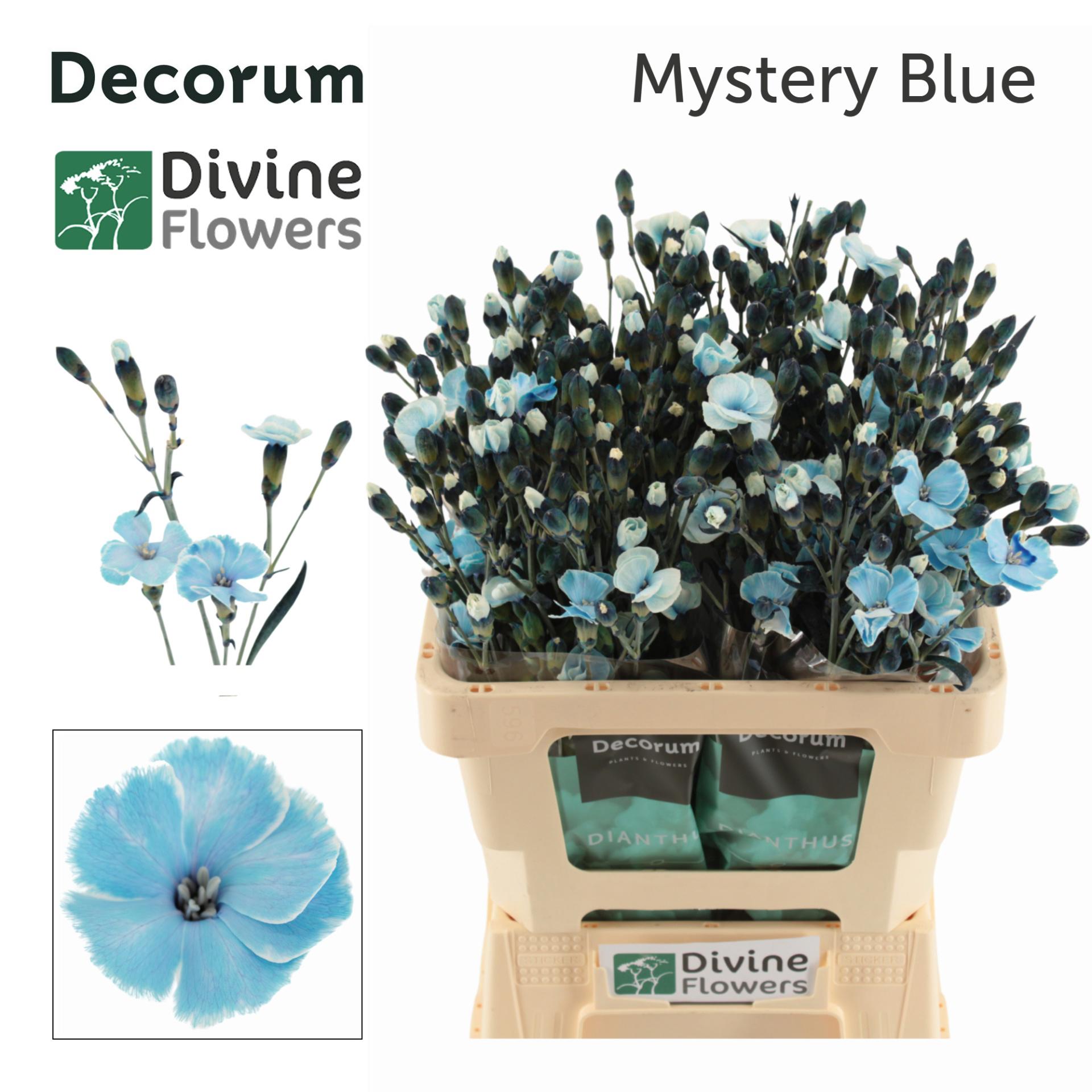 20x Dian.tr. solomio mystery blue 60cm