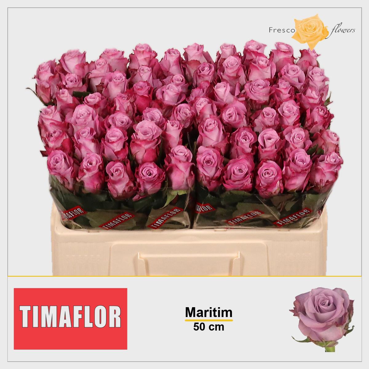 20x Rosa maritim 50cm