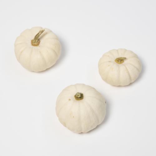 15x Sf cucurbita baby boo