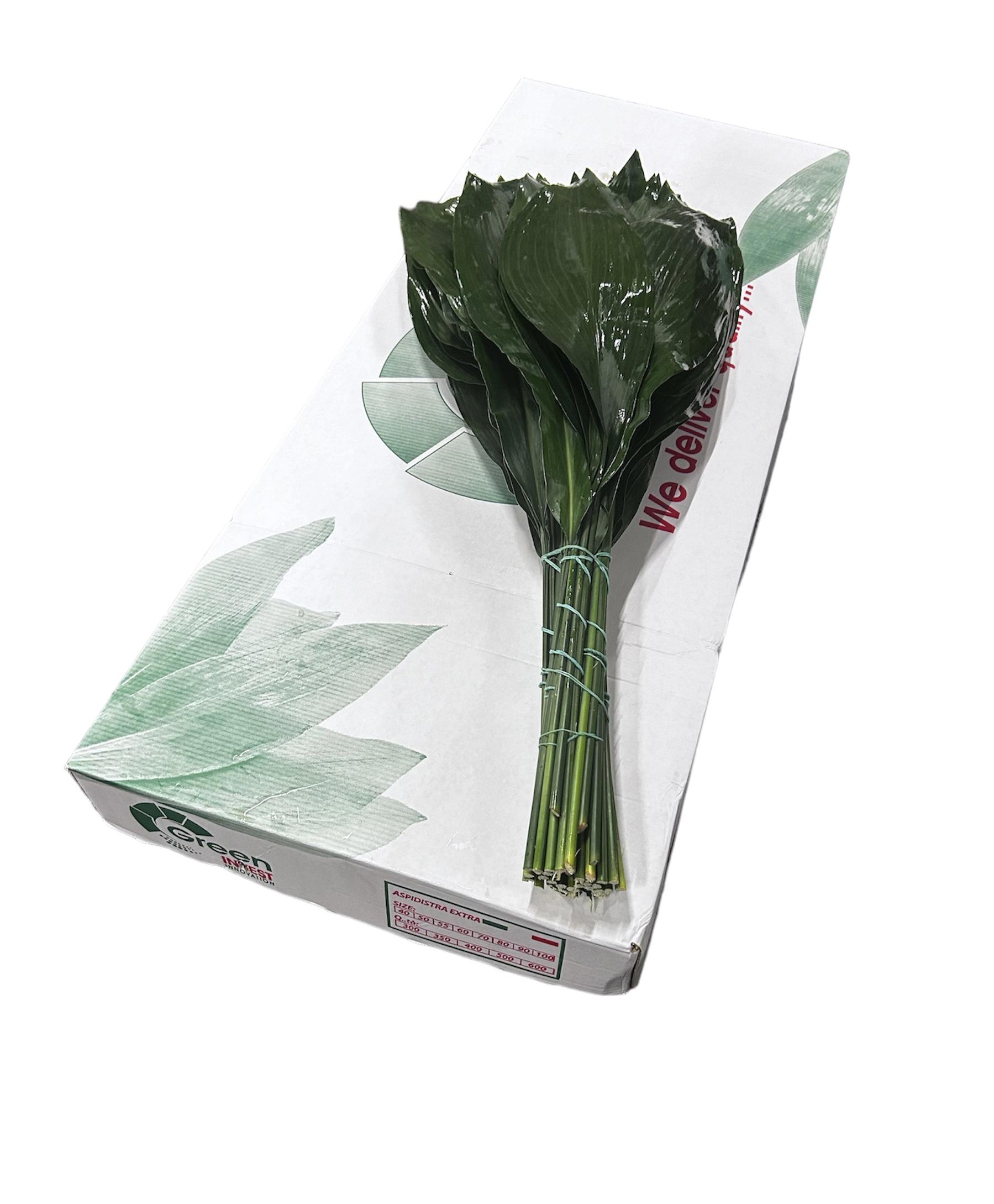 5x Sg aspidistra 60cm