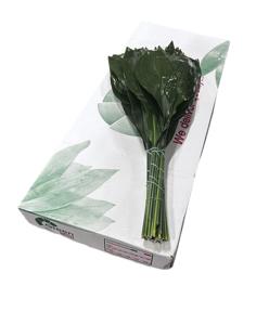 5x Sg aspidistra 60cm