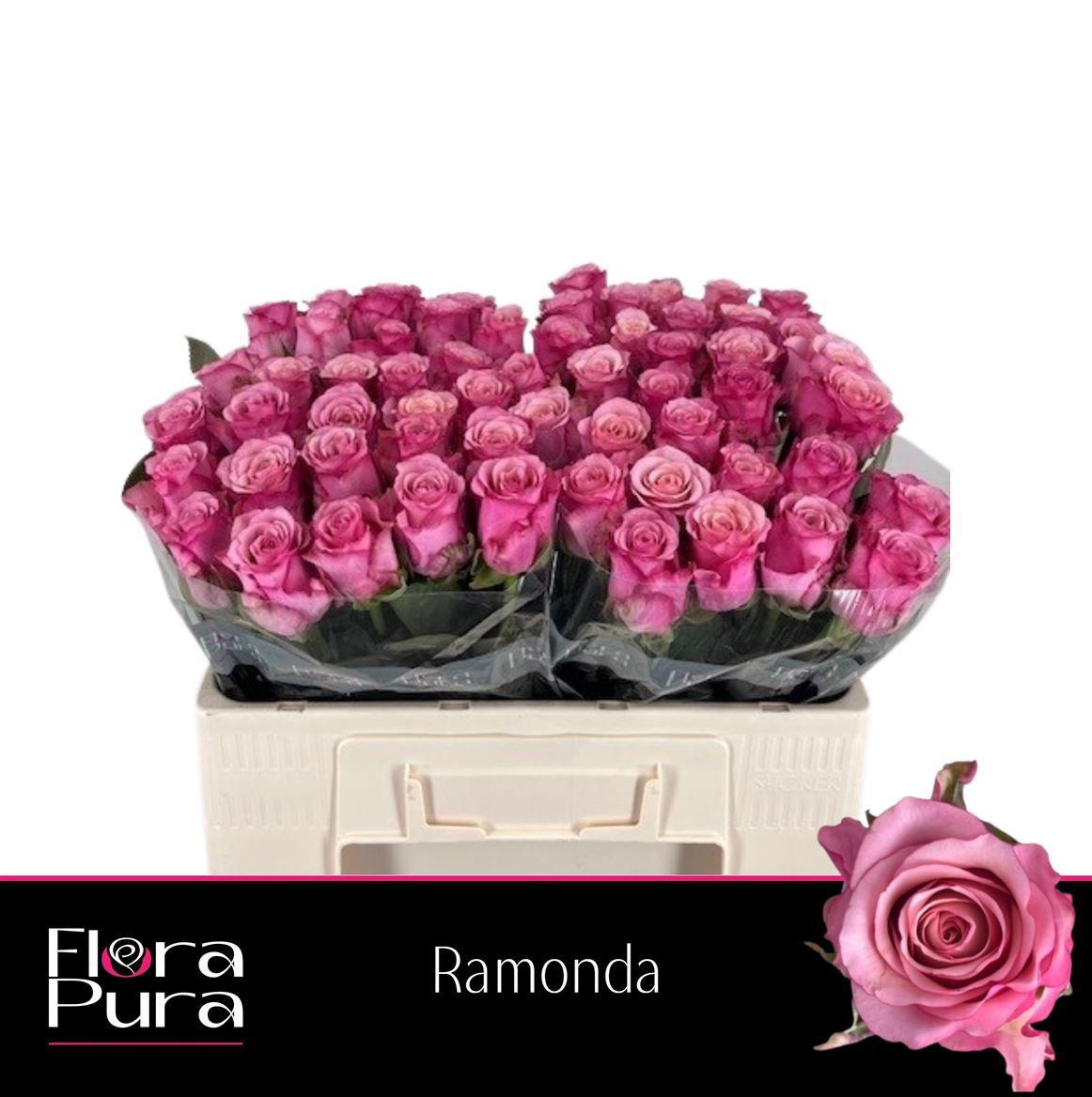 10x Rosa ramonda 50cm