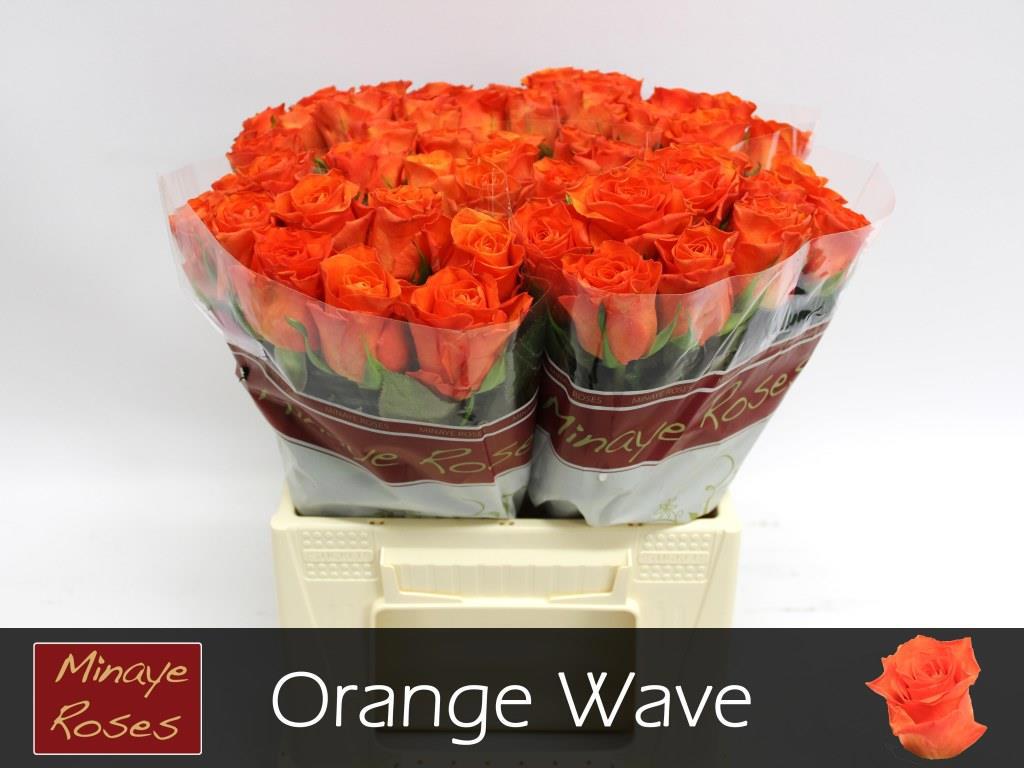 20x Rosa orange wave 40cm