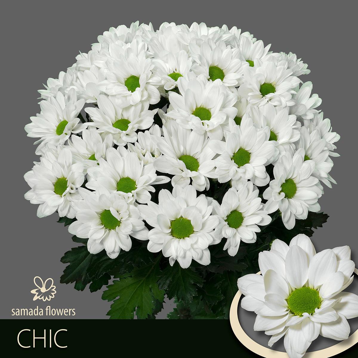 70x Chrysant chic 70cm