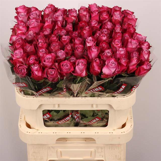 20x Rosa deep purple 80cm