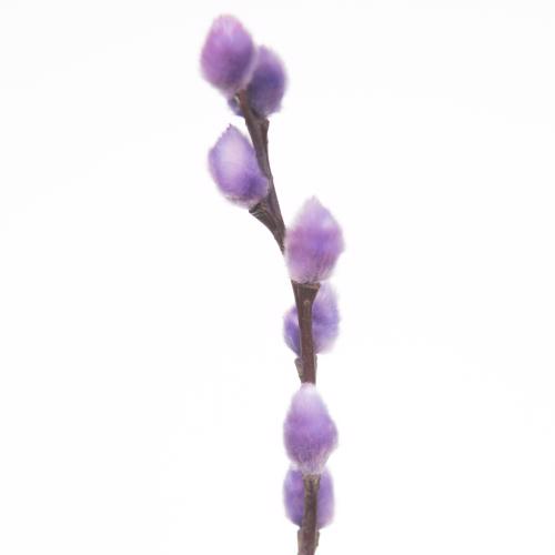 50x Tk salix katjes milka 70cm