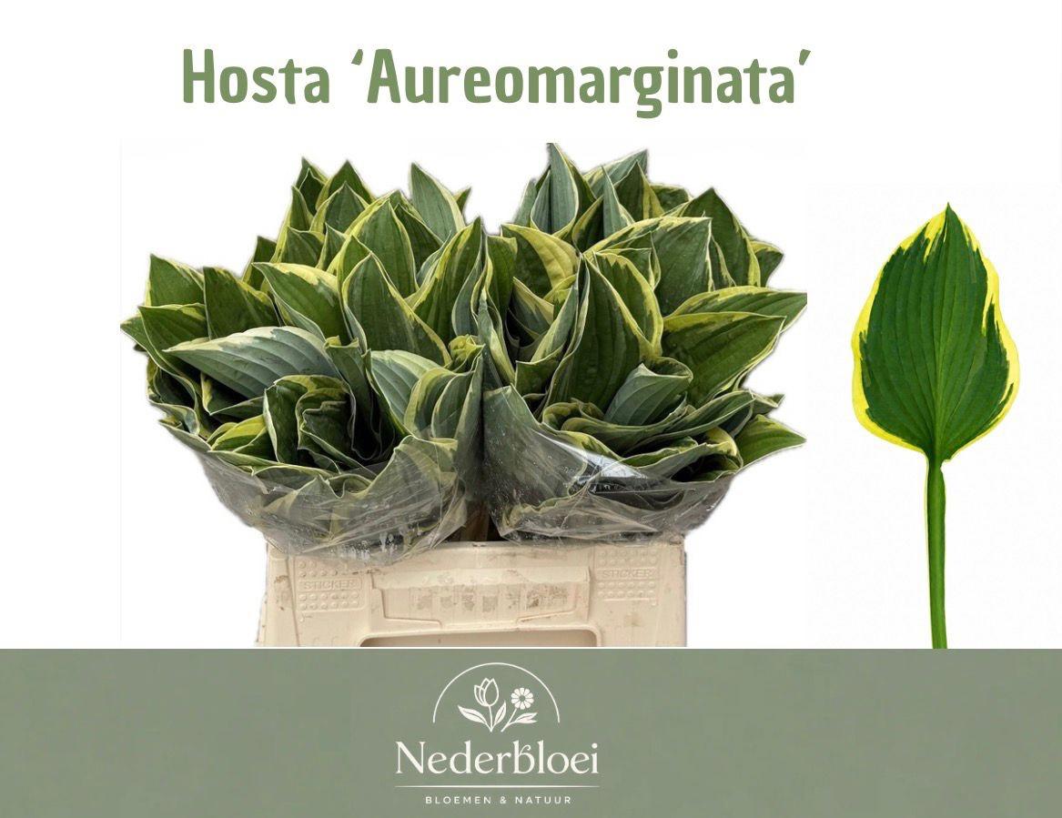 50x Sg hosta fortunei aureomargina 30cm
