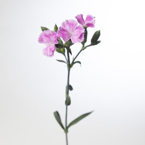 20x Dian.tr.raffine lilliput lavender 60cm