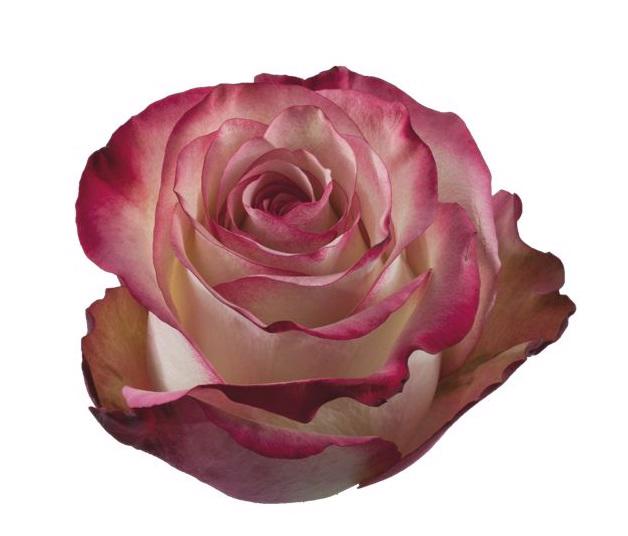 25x Rosa paloma 50cm